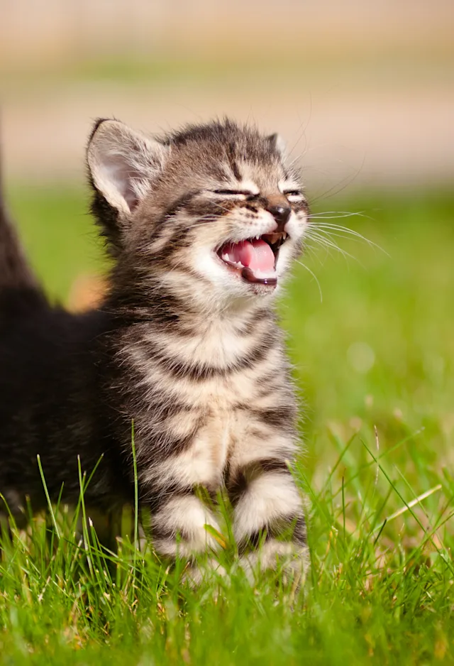 Kitten in Grass Yawning Kitten in Grass Yawning