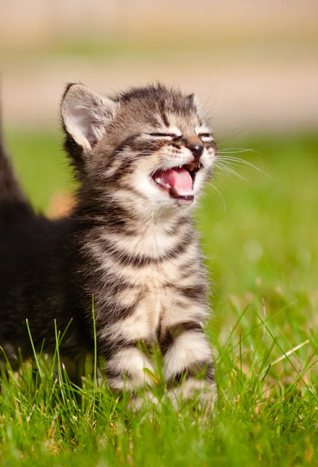 Kitten in Grass Yawning