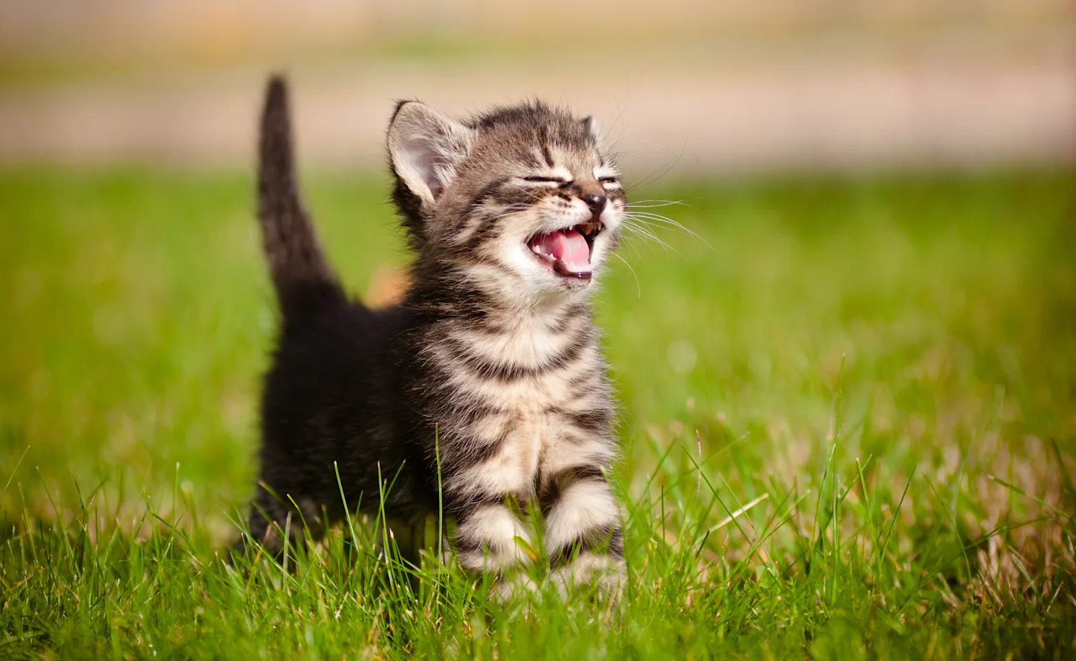 Kitten in Grass Yawning