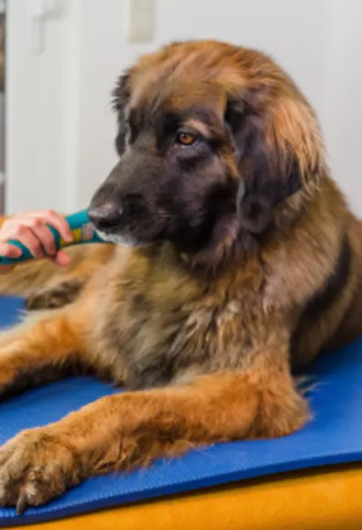 Dog receiving laser therapy Dog receiving laser therapy
