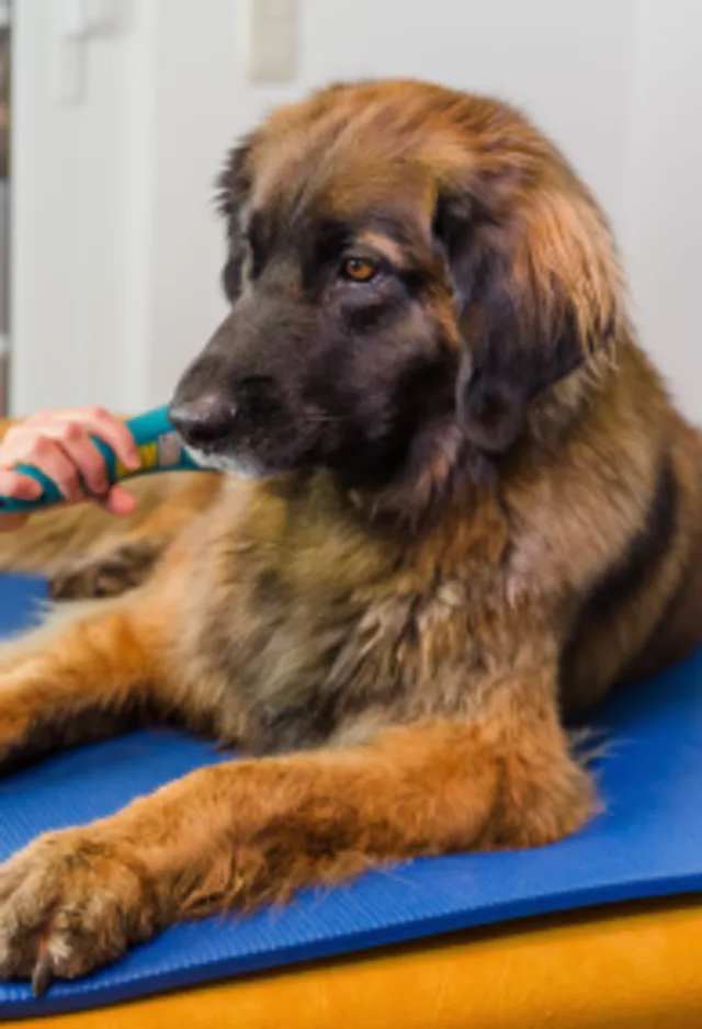 Dog receiving laser therapy Dog receiving laser therapy