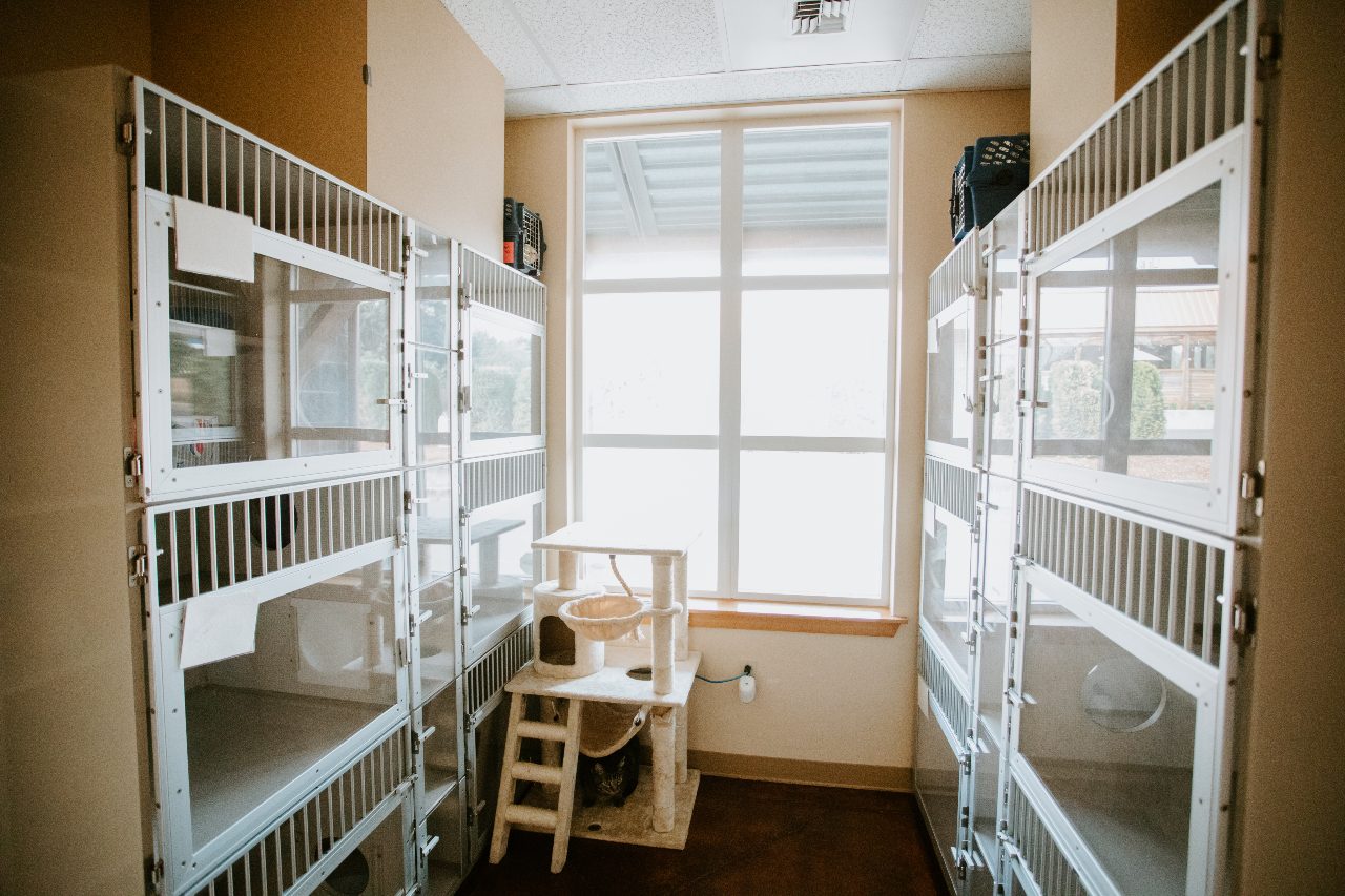 North Creek Pet Hospital Cat Boarding