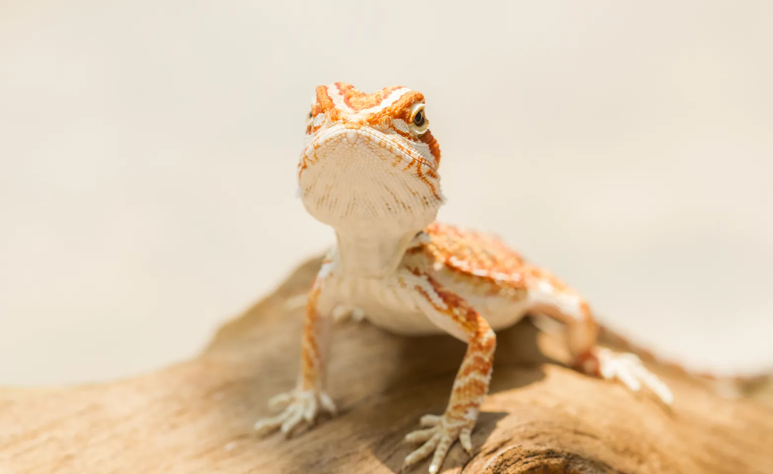 Lizard on a piece of dry wood in the desert. 