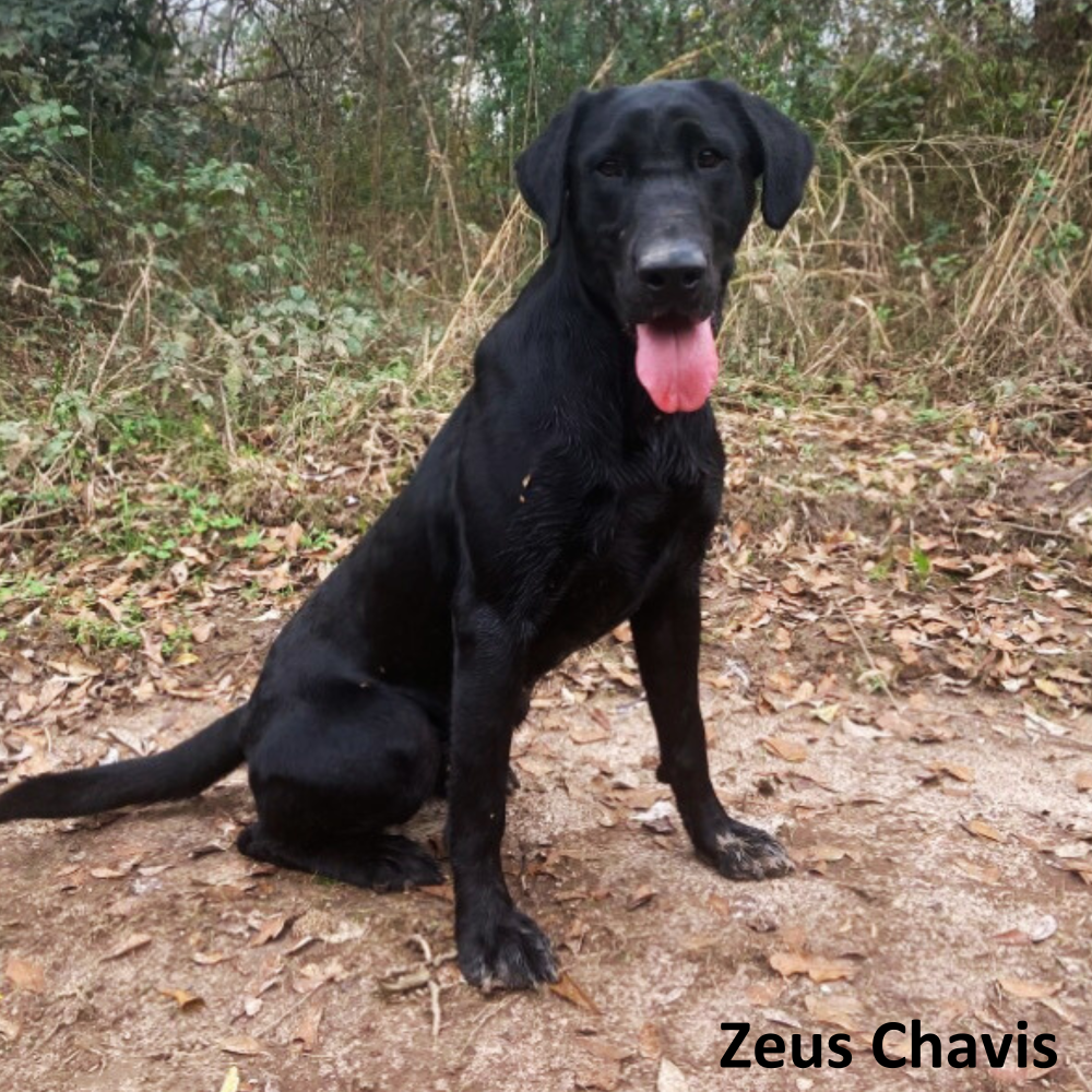 Black labrador sitting outdoors
