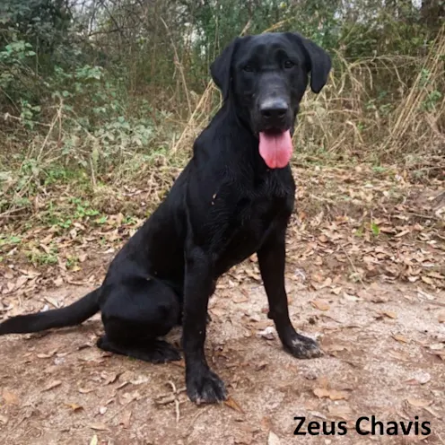 Black labrador sitting outdoors Black labrador sitting outdoors