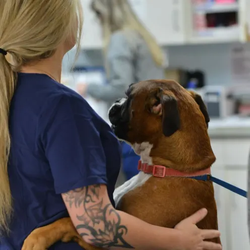 Blonde staff hugging dog at Animal Medical Center of Hattiesburg.