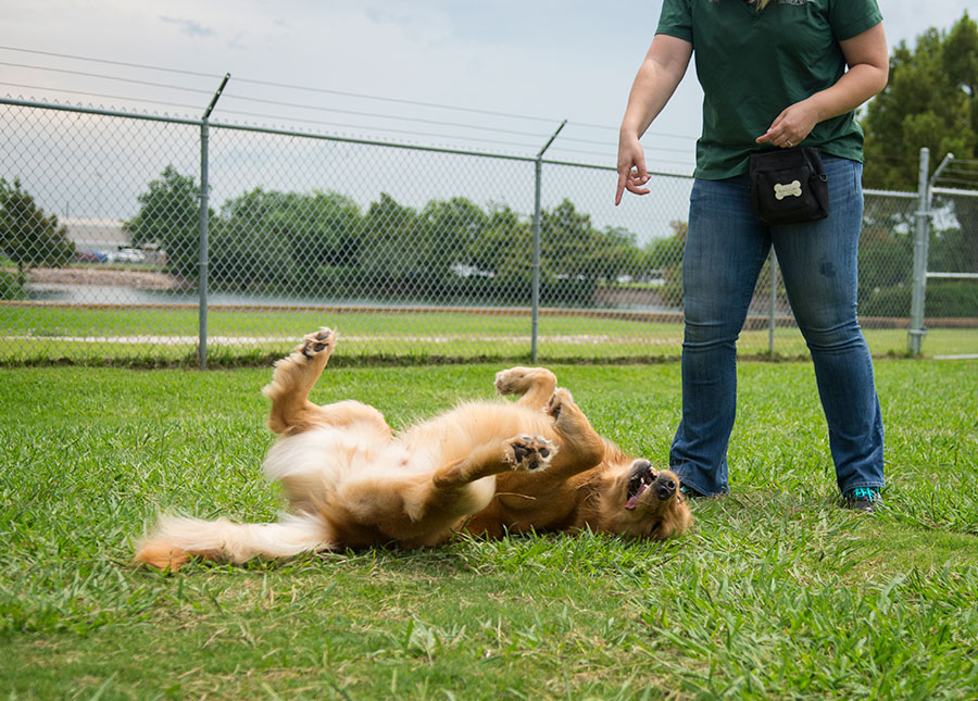 Retriever rolling over in grass with trainer