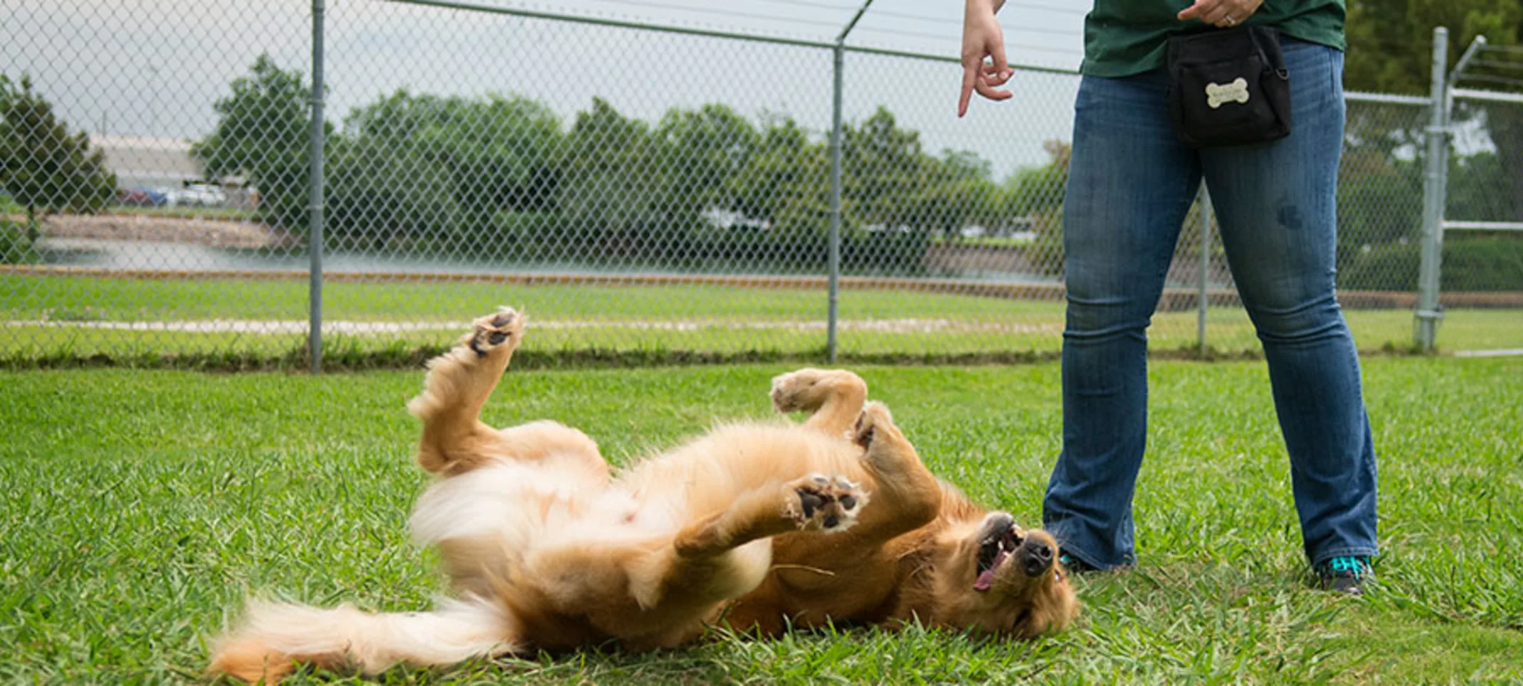 Retriever rolling over in grass with trainer