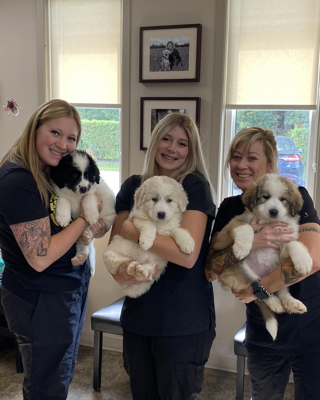 vets holdings dogs
