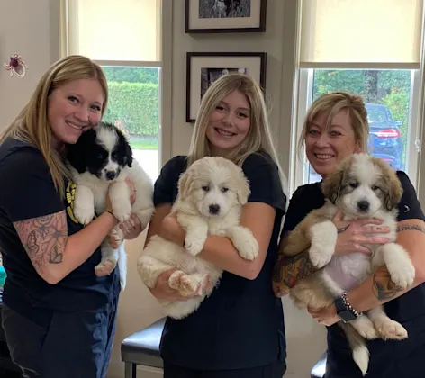 vets holdings dogs vets holdings dogs