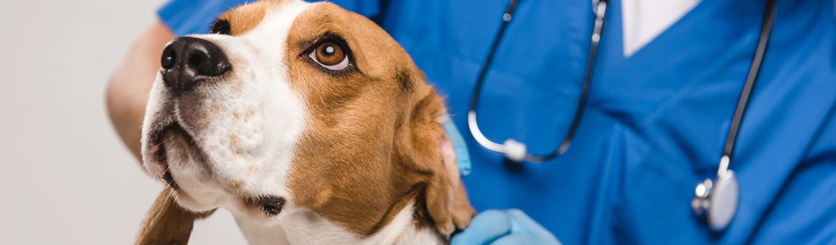 A brown and white beagle being seen by veterinarian in blue uniform