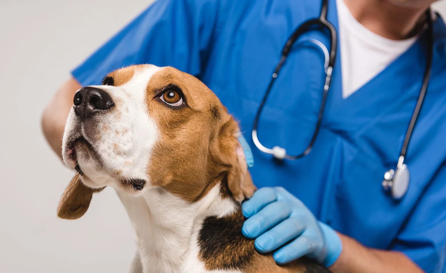 A brown and white beagle being seen by veterinarian in blue uniform A brown and white beagle being seen by veterinarian in blue uniform