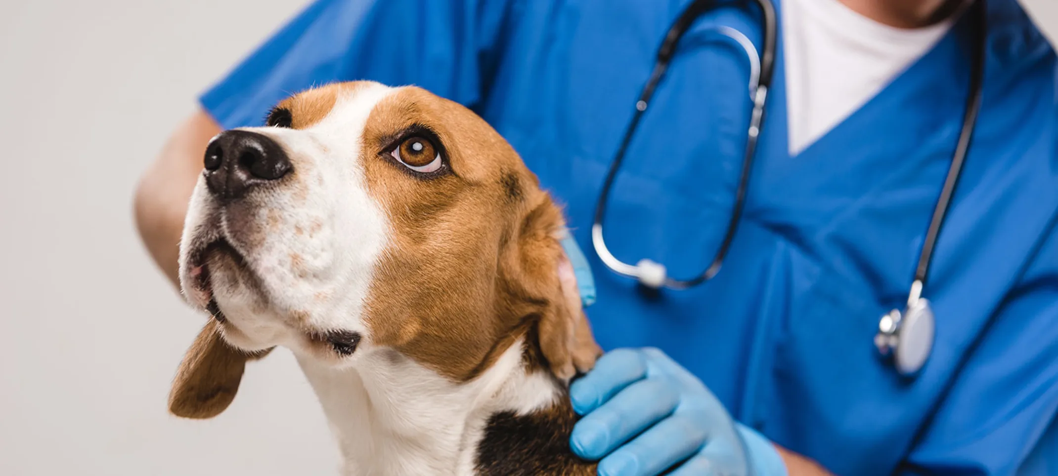 A brown and white beagle being seen by veterinarian in blue uniform