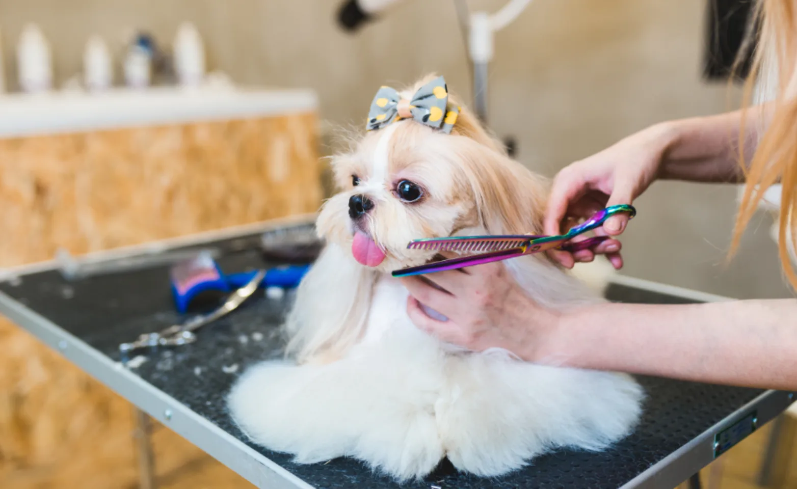 Dog with Bow Getting Their Fur Cut