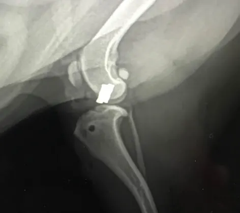 X-ray of cruciate ligament repair X-ray of cruciate ligament repair