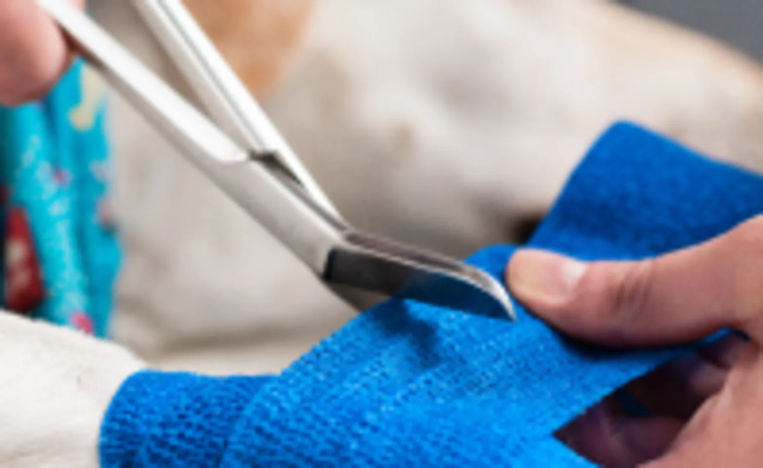 White lab having its front lower leg wrapped with blue bandaging White lab having its front lower leg wrapped with blue bandaging