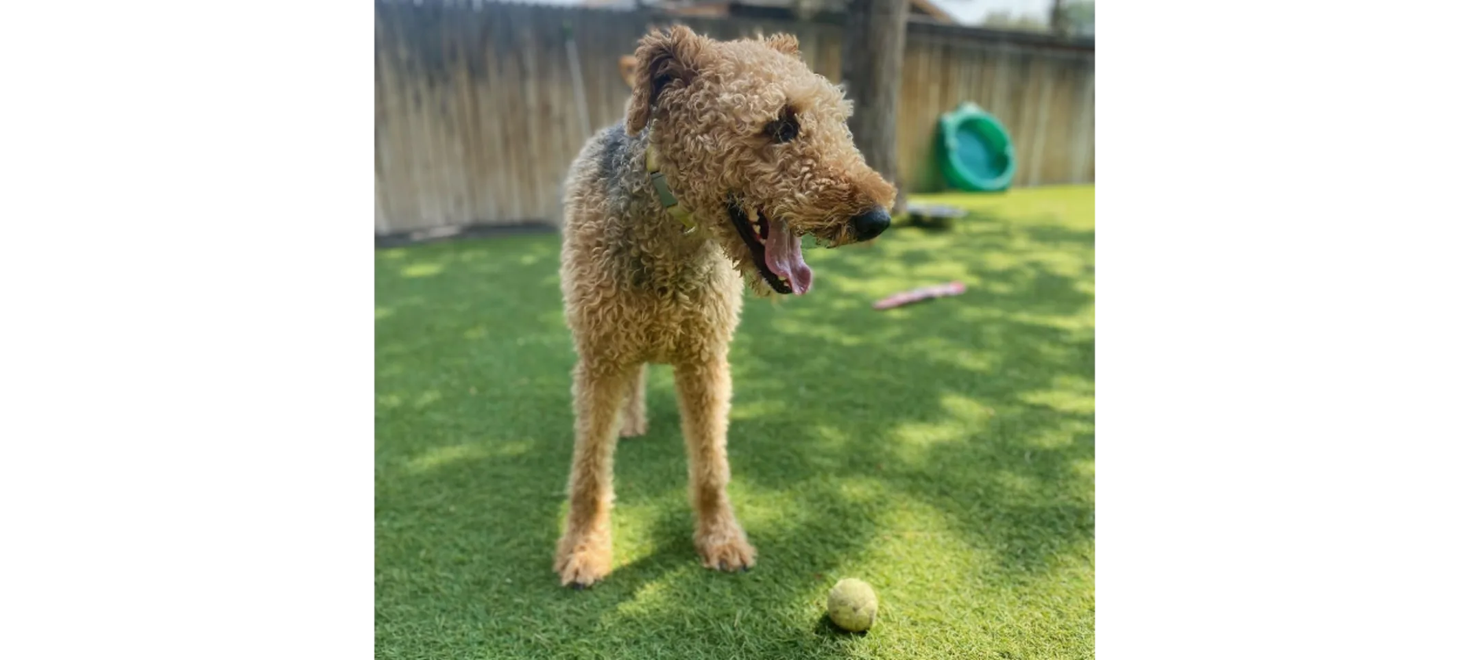 Small Brown Dog Smiling with Mouth Open Small Brown Dog Smiling with Mouth Open
