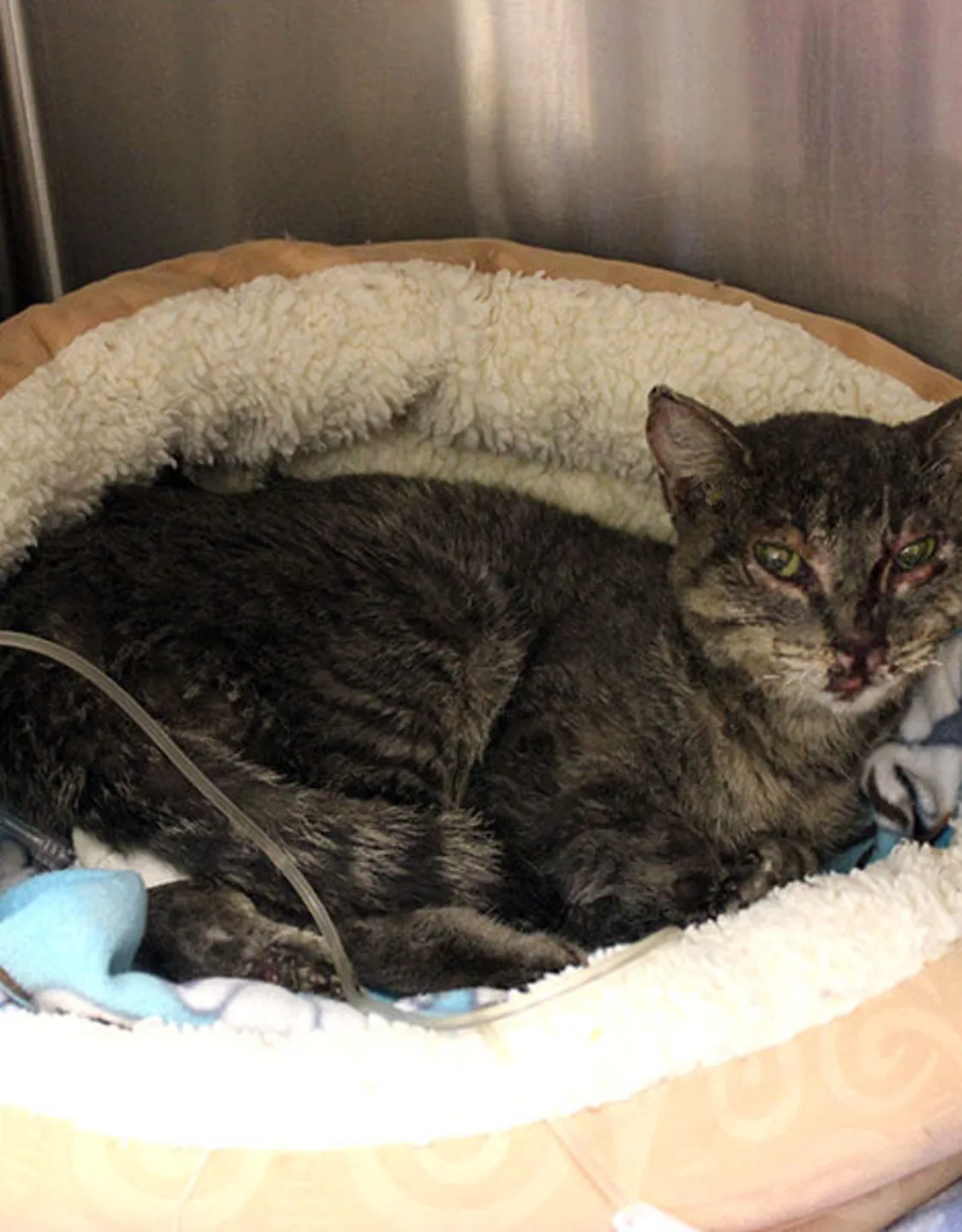 Roofie lying down in a pet bed Roofie lying down in a pet bed