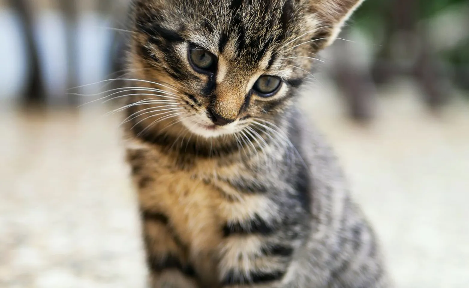 Kitten staring at the ground Kitten staring at the ground