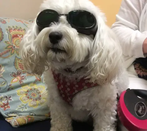 Small white dog wearing protective eye wear