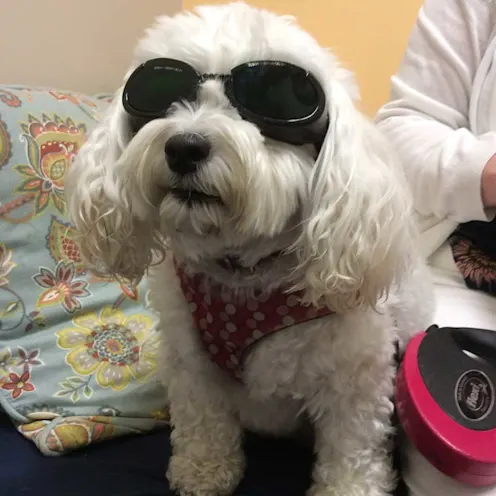 Small white dog wearing protective eye wear Small white dog wearing protective eye wear