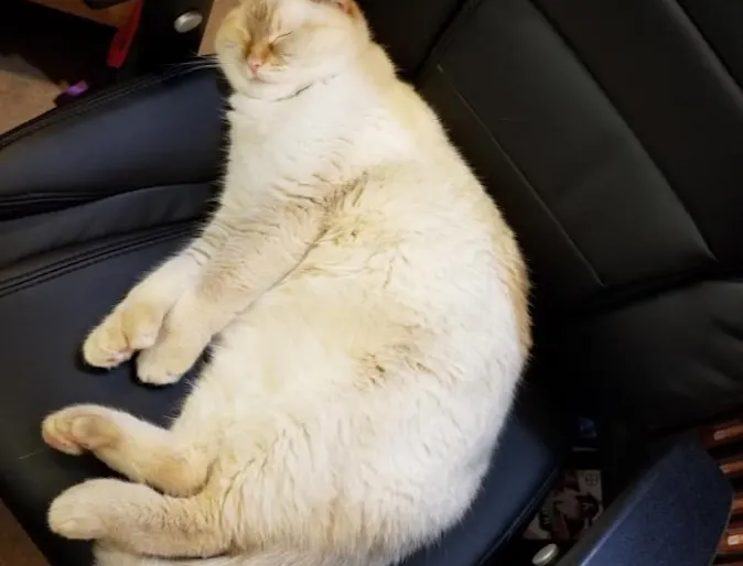 Cat sleeping Cat sleeping