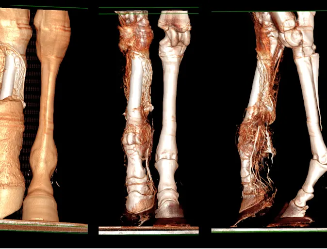 Yearling Warmblood filly presented at the University of Minnesota April 24th for degloving injury to RH metatarsus. Yearling Warmblood filly presented at the University of Minnesota April 24th for degloving injury to RH metatarsus.