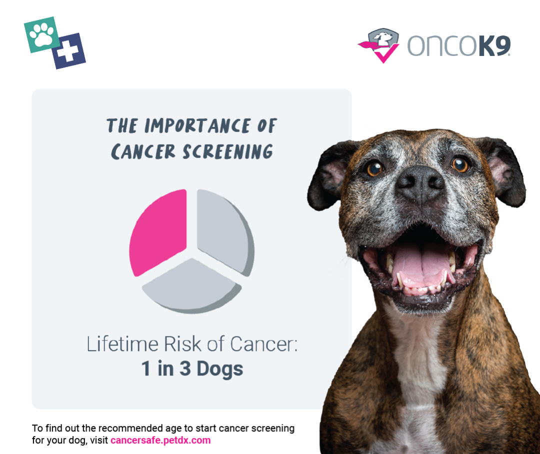 A graphic showing a pie chart with the text, "The Importance of Cancer Screening - Lifetime Risk of Cancer: 1 in 3 Dogs" next to an image of a brindle coat dog with their mouth open