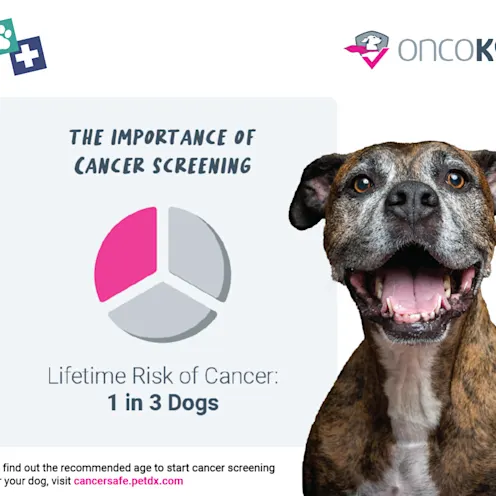 A graphic showing a pie chart with the text, "The Importance of Cancer Screening - Lifetime Risk of Cancer: 1 in 3 Dogs" next to an image of a brindle coat dog with their mouth open A graphic showing a pie chart with the text, "The Importance of Cancer Screening - Lifetime Risk of Cancer: 1 in 3 Dogs" next to an image of a brindle coat dog with their mouth open