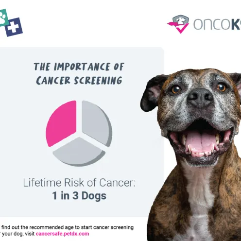 A graphic showing a pie chart with the text, "The Importance of Cancer Screening - Lifetime Risk of Cancer: 1 in 3 Dogs" next to an image of a brindle coat dog with their mouth open