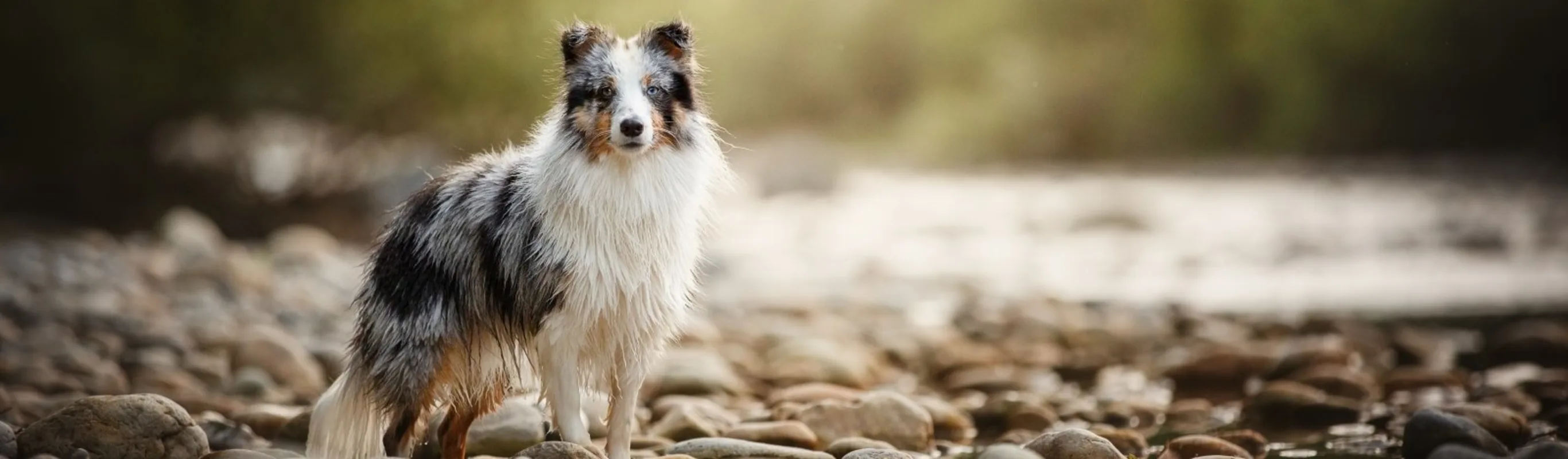 Dog standing on rocks Dog standing on rocks