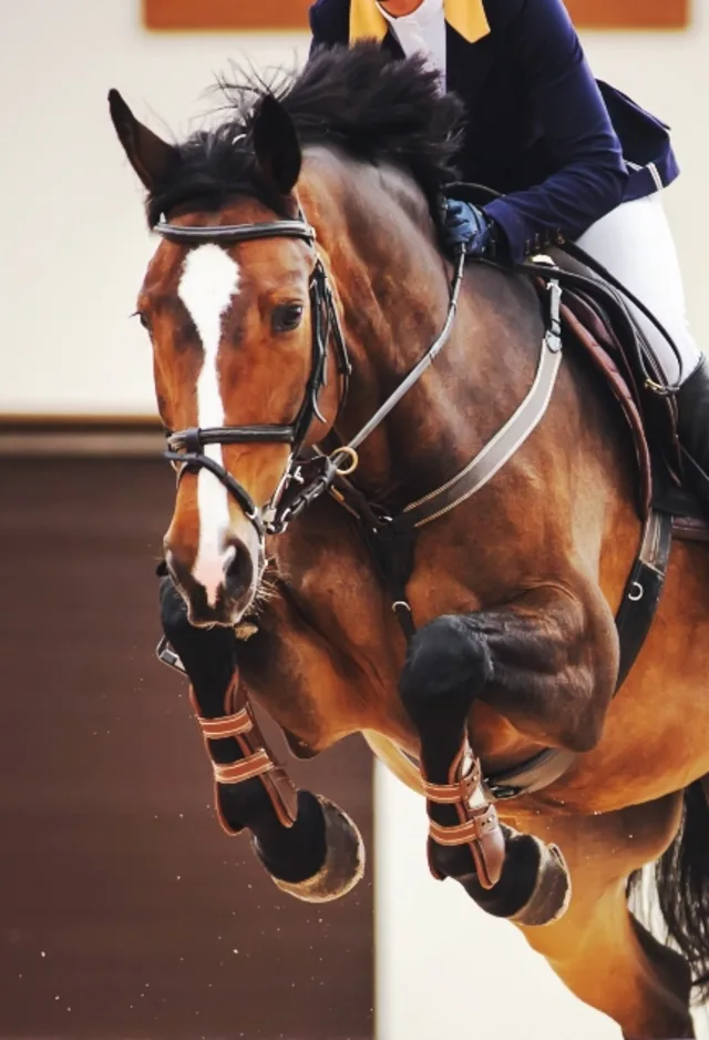 Horse jumping over obstacle with jockey