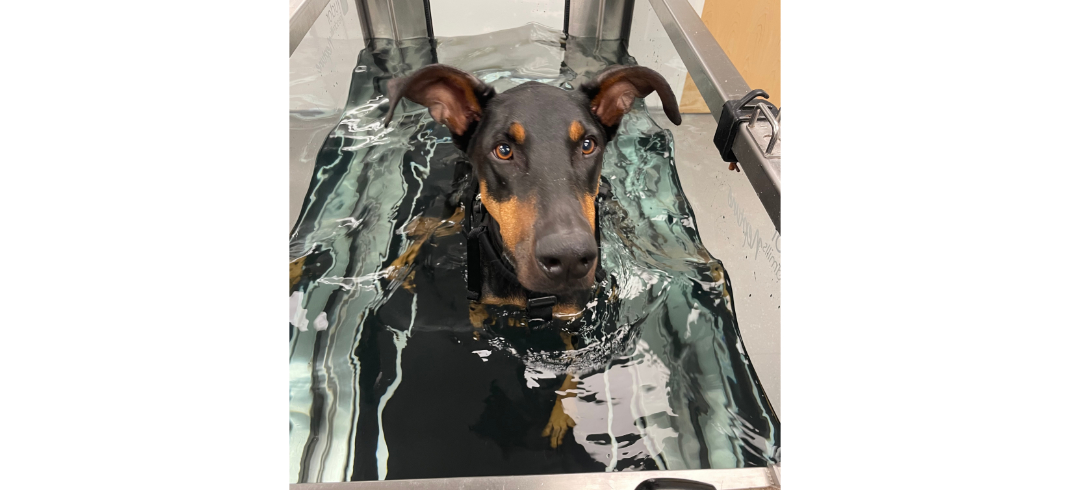 Dog in Underwater Treadmill Therapy
