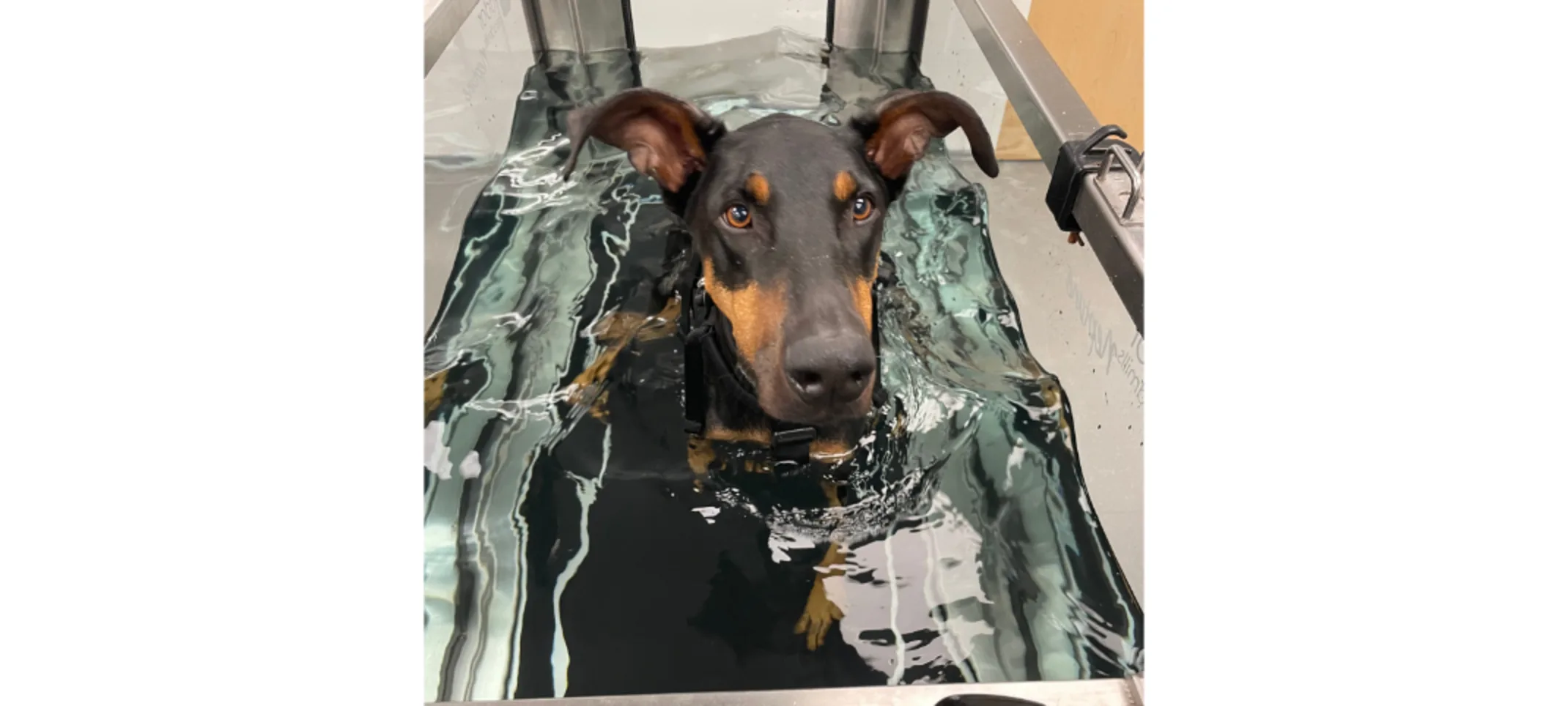 Dog in Underwater Treadmill Therapy Dog in Underwater Treadmill Therapy