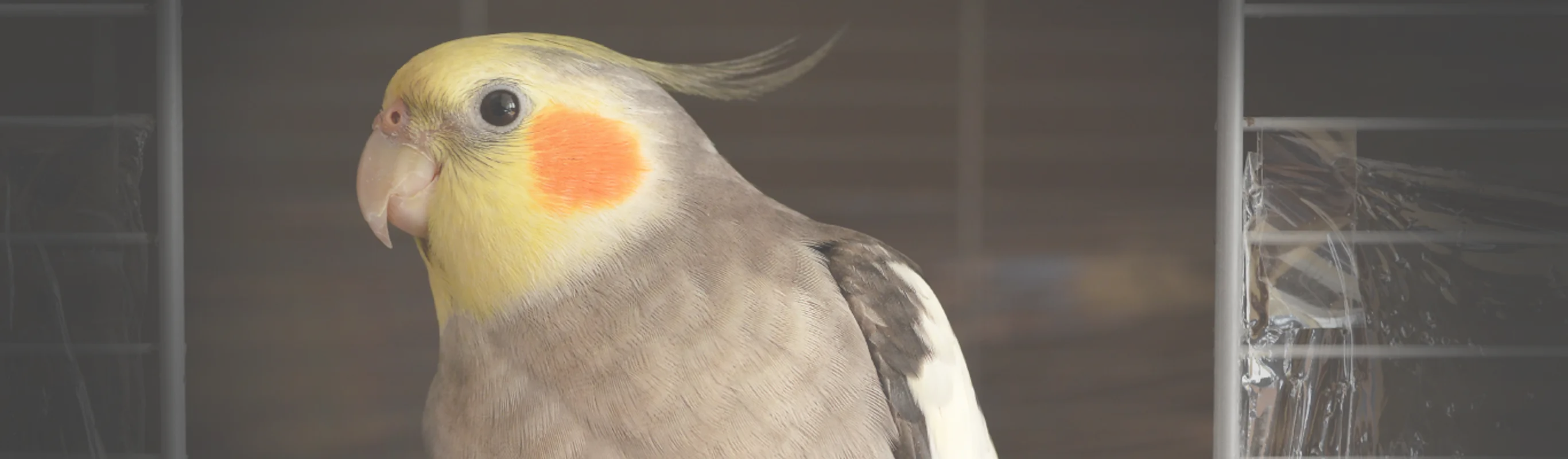 Bird perched on a cage