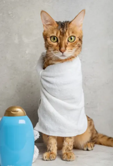 Orange/Brown Cat Wrapped in a White Towel Orange/Brown Cat Wrapped in a White Towel