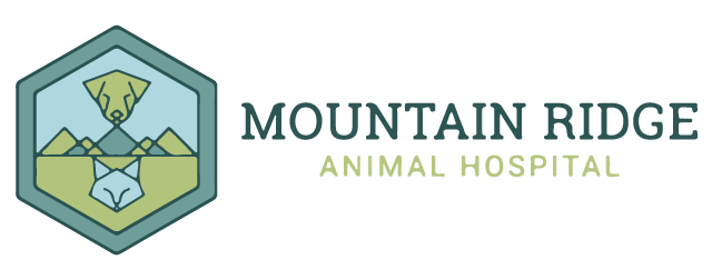Veterinarian in Lafayette, CO | Mountain Ridge Animal Hospital