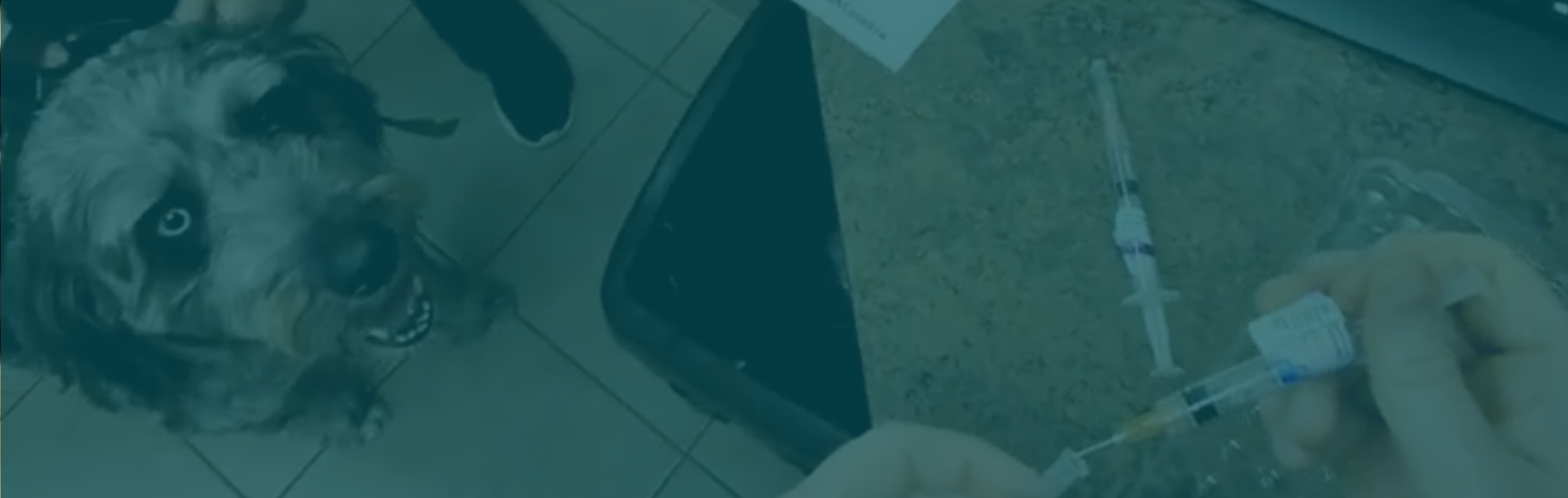 Ariel view of a dog standing on a tile floor.