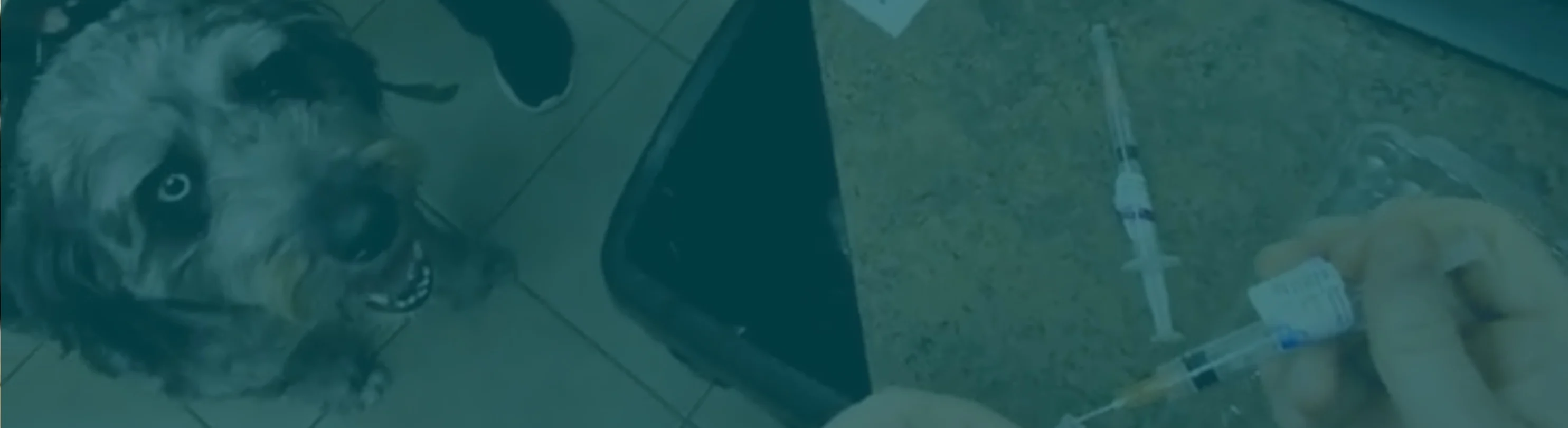 Ariel view of a dog standing on a tile floor. Ariel view of a dog standing on a tile floor.