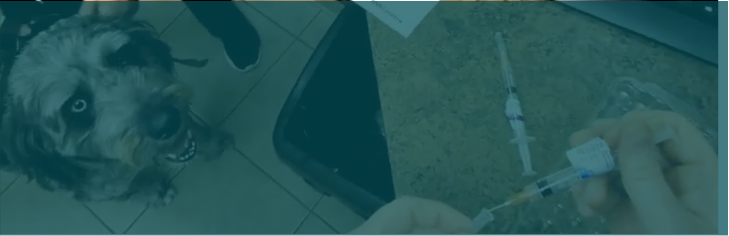 Ariel view of a dog standing on a tile floor.