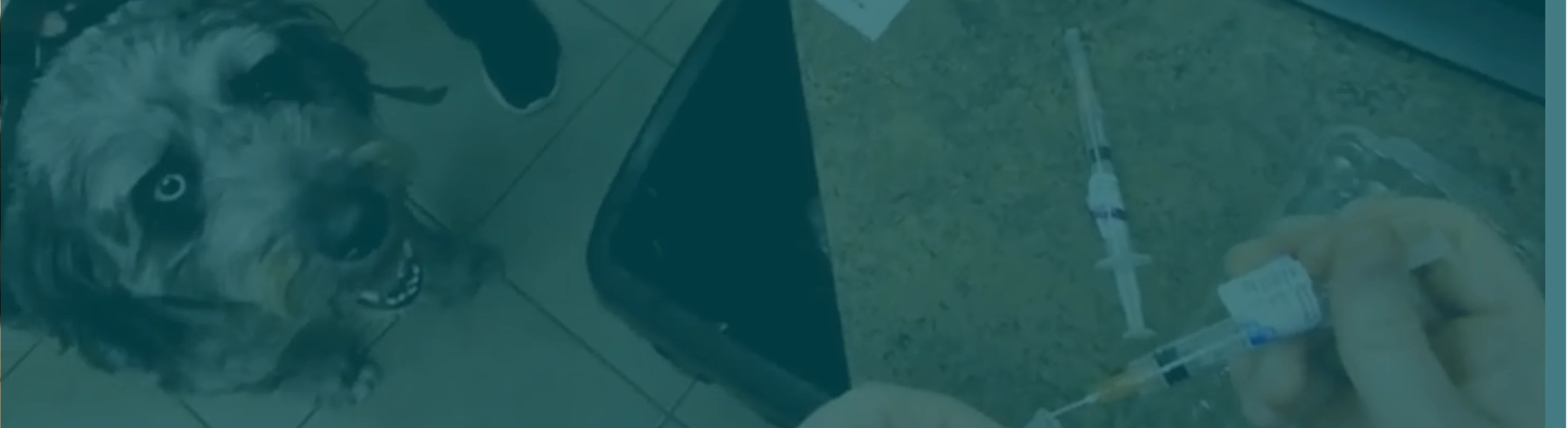 Ariel view of a dog standing on a tile floor. Ariel view of a dog standing on a tile floor.