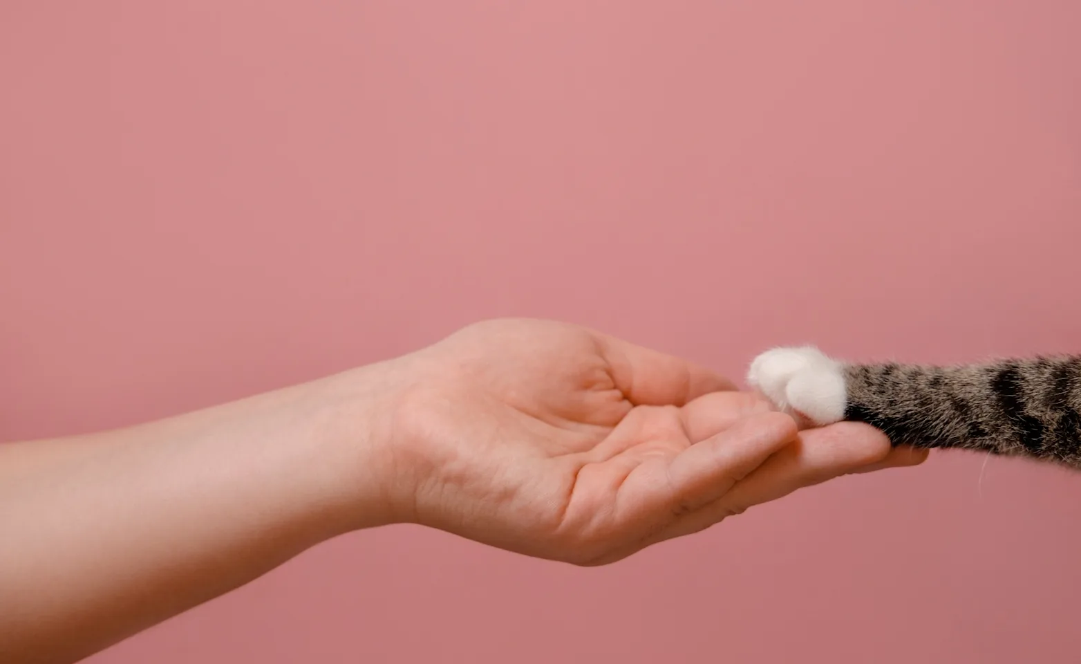 Hand holding a cat paw Hand holding a cat paw