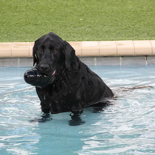  Lauderdale Pet Lodge Dog in Pool