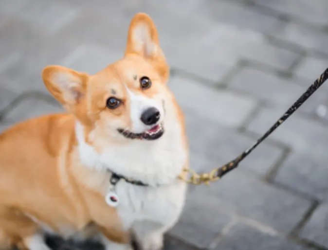 Corgi looking up at camera sitting on sidewalk