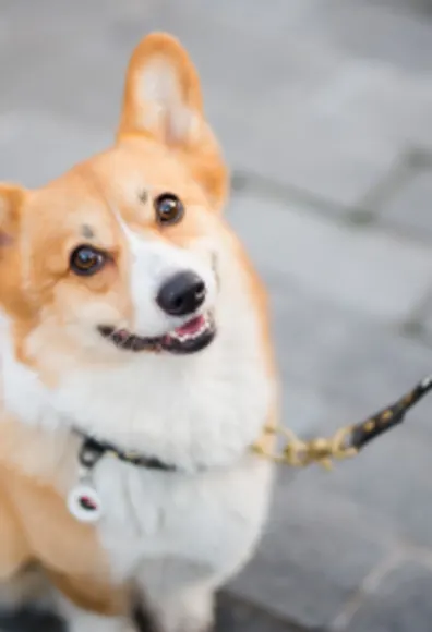 Corgi looking up at camera sitting on sidewalk Corgi looking up at camera sitting on sidewalk
