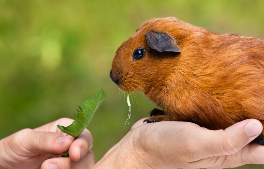 Close Up of Guinea Pig Eating Lettuce