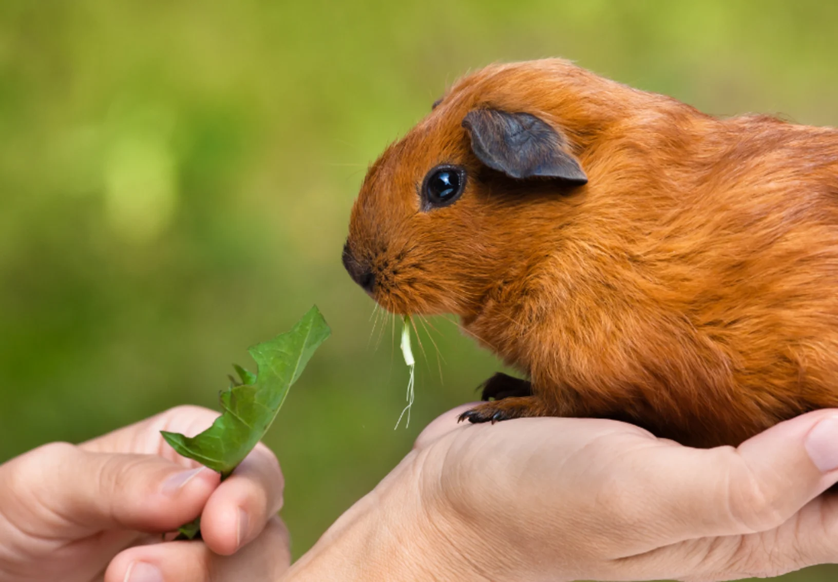 Close Up of Guinea Pig Eating Lettuce Close Up of Guinea Pig Eating Lettuce