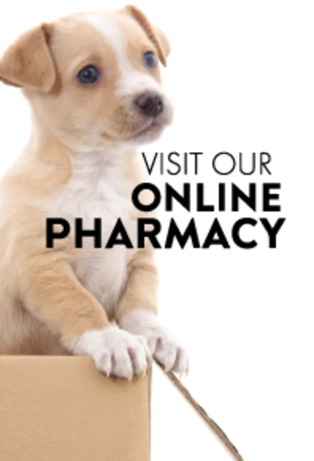 puppy in cardboard box puppy in cardboard box