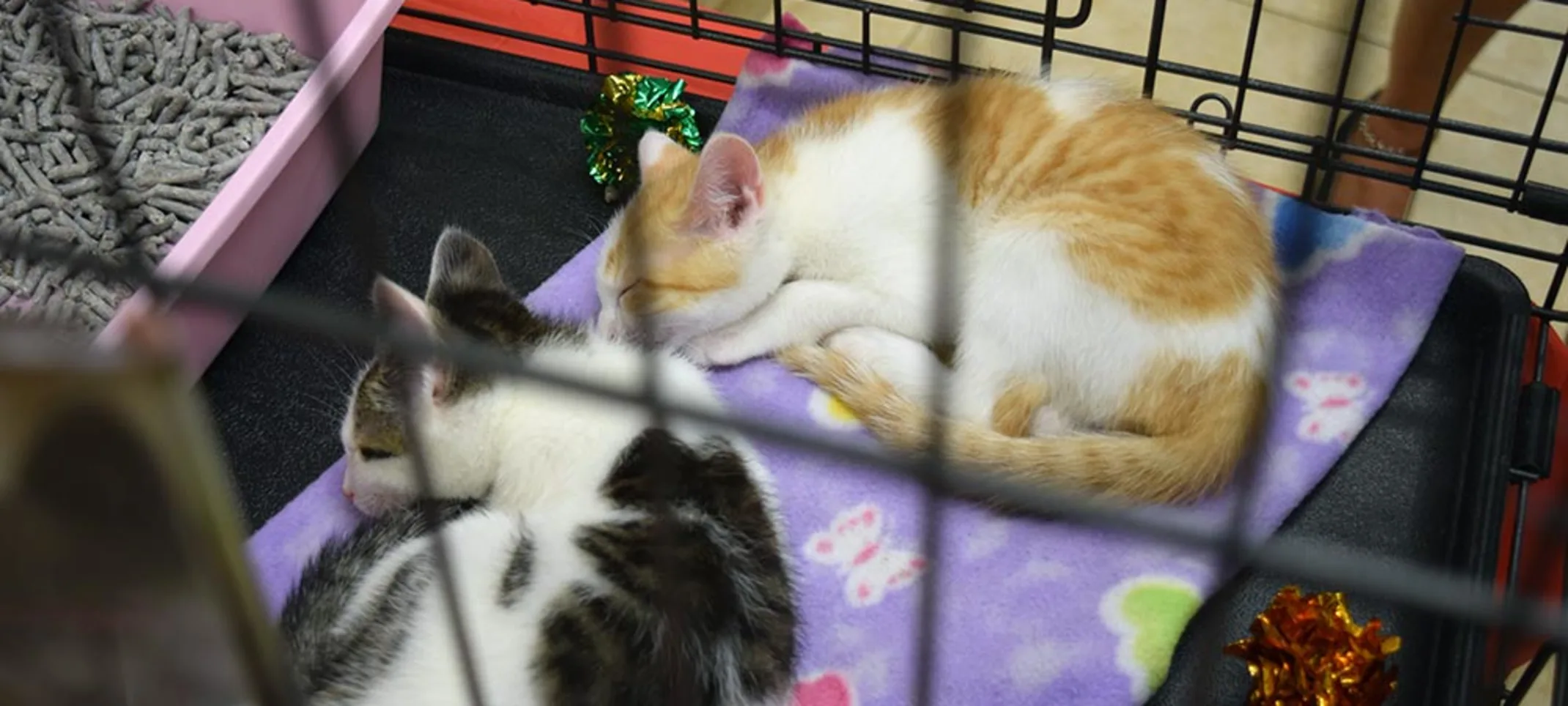 kitty cats kitty cats