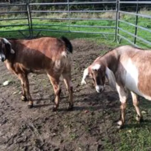 goats grazing in pen on farm